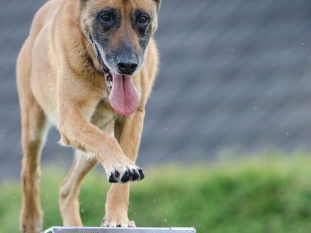 Dogs Detect Hidden Pests Threatening Hawaiʻi’s Ecosystem and Wildlife (Poster Image)