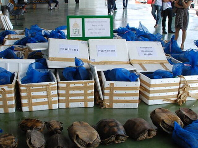 €10M Illegal Seafood Seized, 62 Arrested in Europol Operation (6)