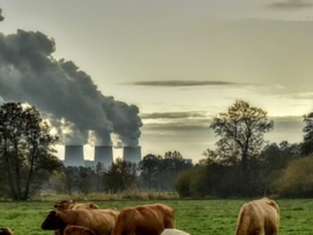 Representative Image. Cows feed on grass while factory smoke fills the sky. Photo Source: Peggychoucair (Pixabay)