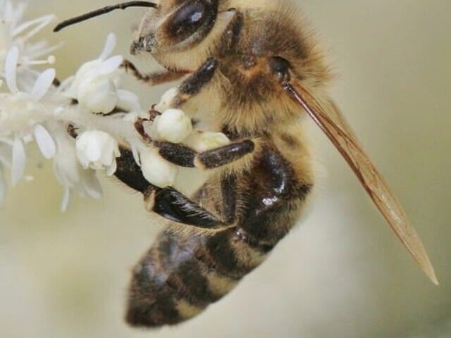 Earth’s Food Crisis Bees Pollinate 87% of Crops Amid 90% Decline Poster Image