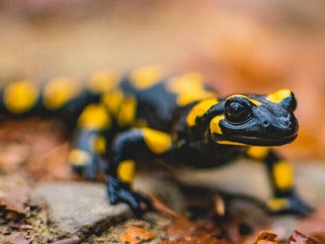 Eastern Hellbender Salamanders Face 40% Decline Amid Habitat Threats (4)