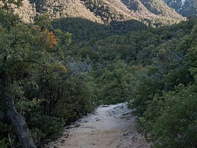 cropped-Eighth-Jaguar-Since-1996-Captured-on-Arizona-Trail-Camera-3.jpg