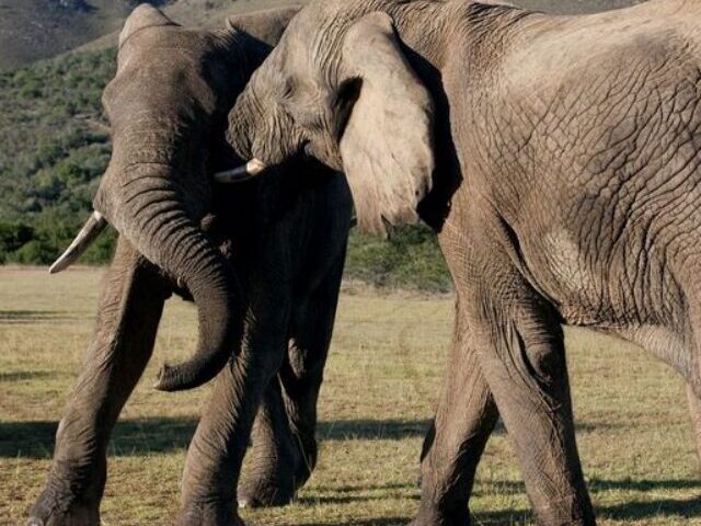 cropped-Elephants-Cant-Sue-for-Freedom-Rules-Colorados-Top-Court-1.jpg