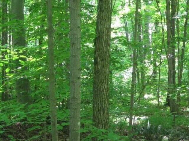 Emerald Ash Borer Threatens Over 90% of Ash Trees Across North America (4)