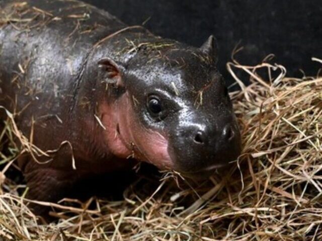 cropped-Endangered-Pygmy-Hippo-Born-at-Virginia-Zoo-1.jpg