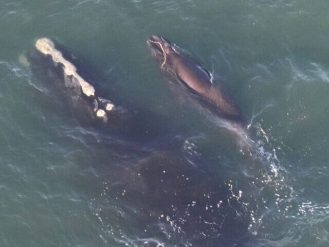 Whale have newborn calves