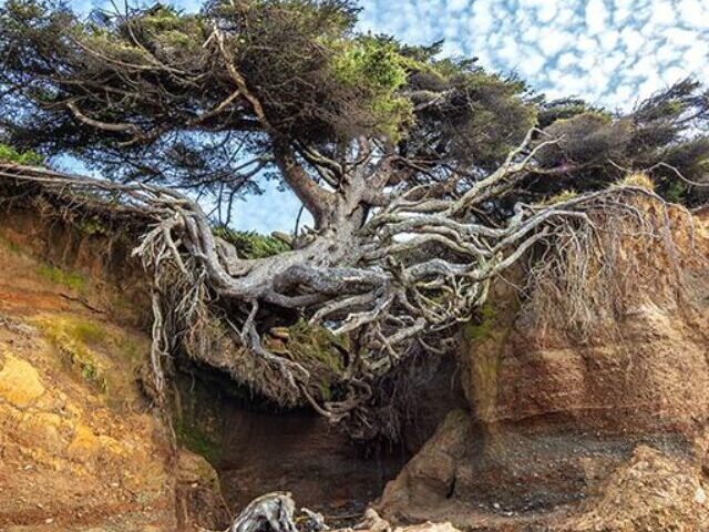 Erosion Causes Olympic National Park's 'Tree of Life' to Drop 5 Feet, Threatening Its Survival