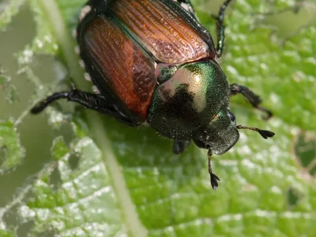 First Japanese Beetle Found in Kamloops Threatens 300 Plant Species (Poster Image)