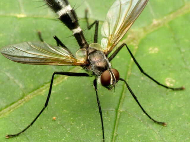 Flesh-Eating Parasite Found at Texas-Mexico Border Threatens Wildlife (4)