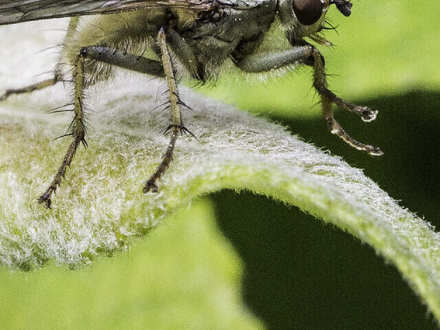 Flesh-Eating Screwworm Parasite Near Texas Border Threatens Wildlife (3)