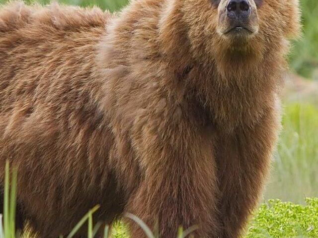 cropped-Florida-Man-Saves-Dog-from-Bear-Attack-Suffers-Injuries-Near-Orange-City-7.jpg