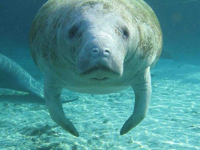 Florida Manatees Denied 'Endangered' Status Amid Starvation Crisis (2)