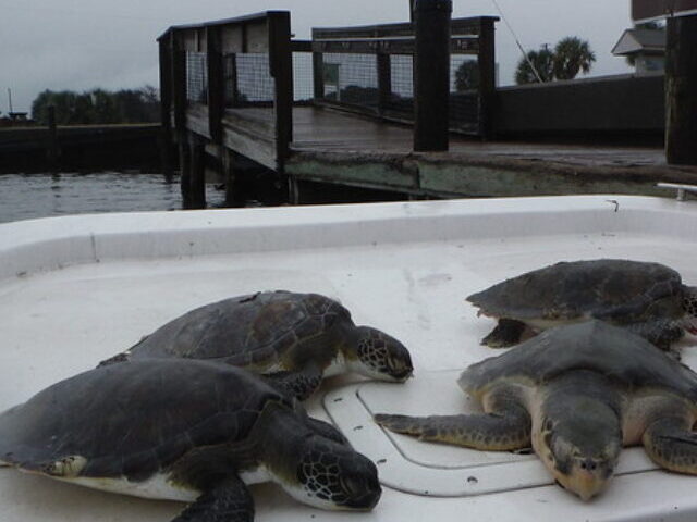 Cold Stunned Sea Turtles