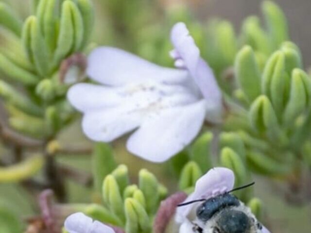 Florida's Scrub Mints Face Extinction Risks (9)