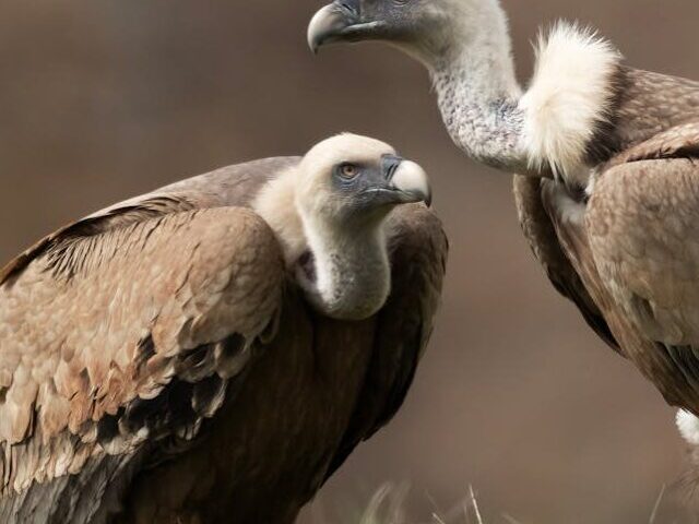 Goa's 56 Bird Species Face Extinction; Vultures Decline Over 90% (6)