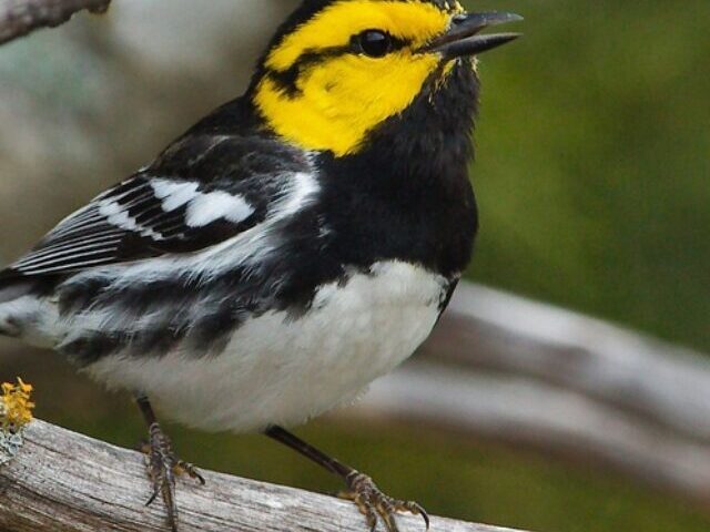 Golden-Cheeked Warbler