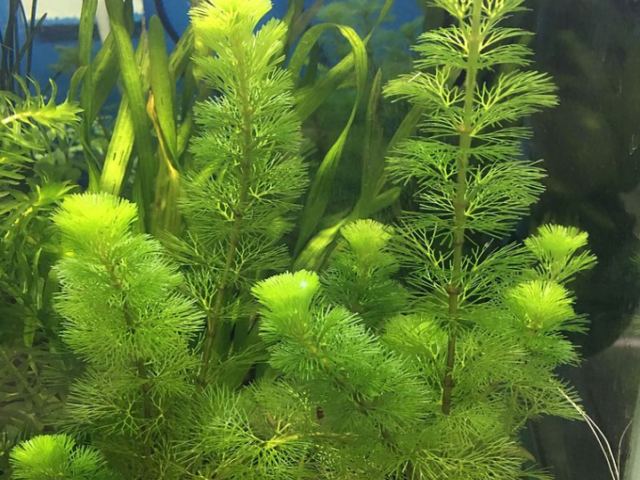 Hornwort Genomes Unveil Ancient Plant Evolution