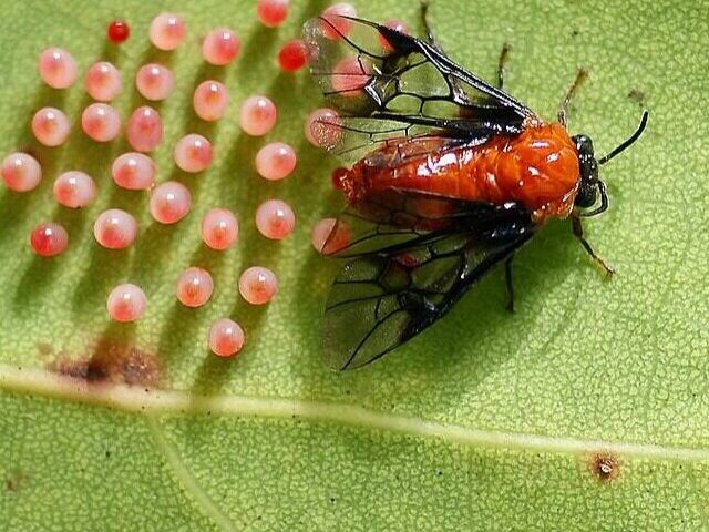 cropped-Insect-Larvae-in-Humans-How-Botflies-Maggots-and-Eggs-Affect-Us-10-1.jpg