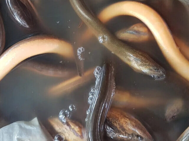 Invasive Asian Swamp Eels Threaten Florida's Aquatic Ecosystems