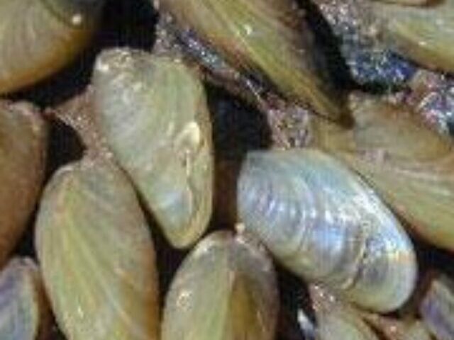 Invasive Golden Mussels Found in California's Delta, Threatening Water Systems (6)