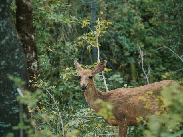 Invasive Species Threaten 42% of Endangered U.S. Wildlife (4)