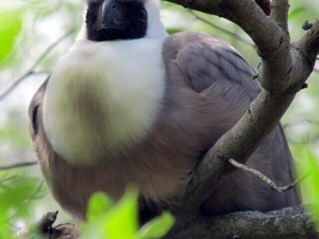 A Bare-faced Go-away-bird at Kansas City Zoo, Missouri, USA.