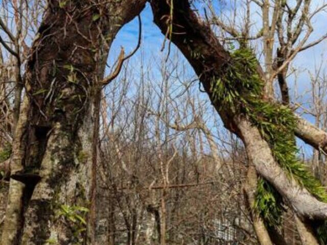 Last Guam Håyun Lågu Tree Dies Near Firing Range, Sparking Extinction Fear (1)