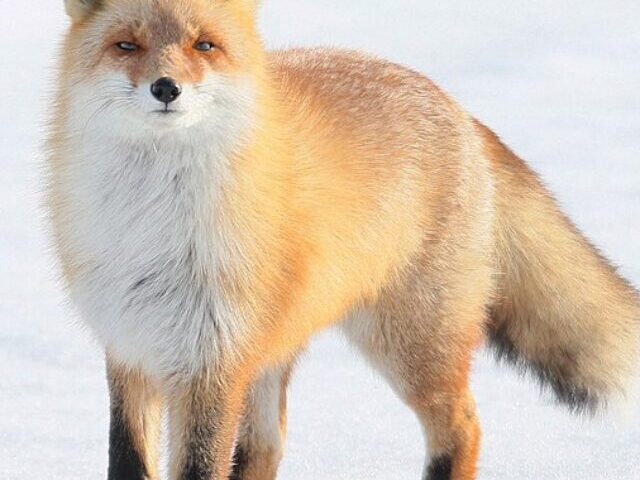 Lawsuit Seeks Habitat Protection for Endangered Sierra Nevada Red Fox (8)