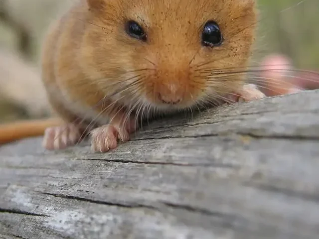 Leigh Woods’ Dormouse Joins National Effort Amid 70% Decline(16)