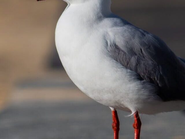 Man Fined $6,000 for Crushing Endangered Black-Billed Gull Nests Poster Image