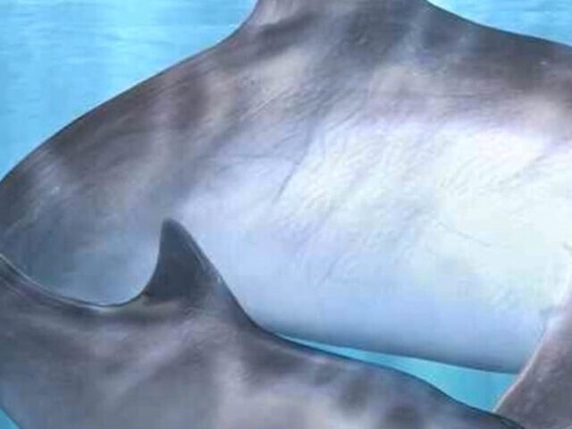 Mexico's 2023 Conservation Efforts Fail Vaquita Numbers Drop to 6-8 (2)