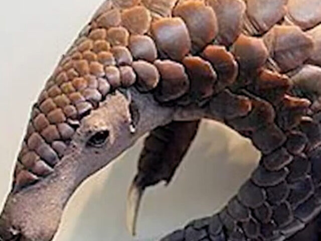 New Indo-Burmese Pangolin Found, Split from Chinese Line 3.4M Years Ago (2)