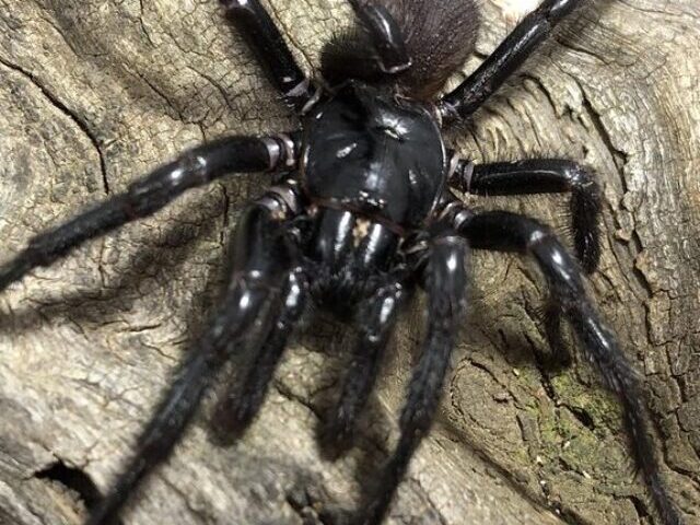 cropped-Newcastles-Big-Boy-Funnel-Web-Spider-9.2-cm-Leg-Span-1.jpg