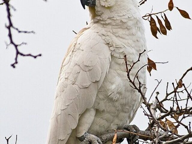 Sulphur-crested Cockatoo