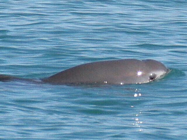 Only 6-8 Vaquitas Remain; Illegal Fishing Persists (11)