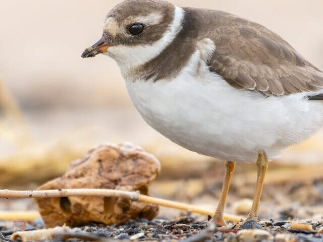 Piping Plovers Rebound 500% to 379 Breeding Pairs on Massachusetts Beaches (2)