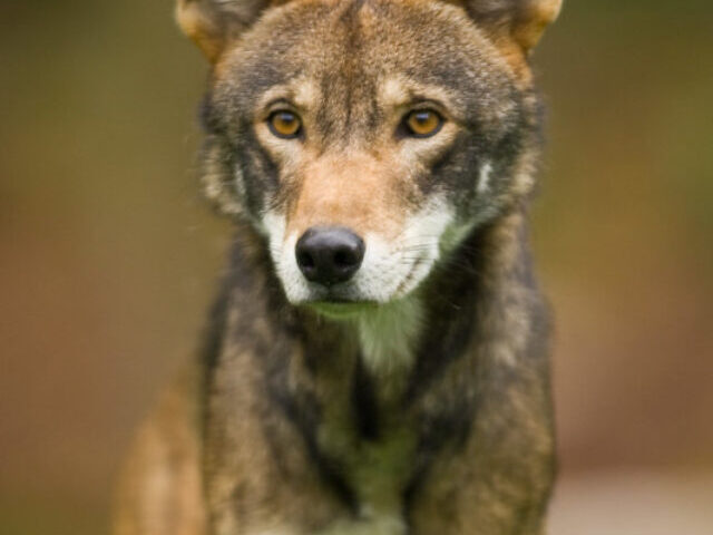 Red Wolves' 85% Decline Only 20 Remain in North Carolina Wild (Poster Image)