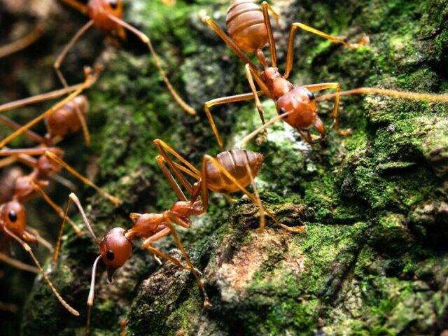 Red Wood Ants Build 16 Million-Strong Colonies with Acid Defense (9)