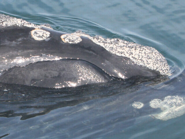 Right Whales' Lifespan Drops to 22 Years; Only 370 Remain (7)