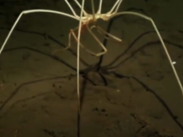 Sea Spiders 27.5-Inch Leg Giants That Breathe and Digest Through Legs (8)