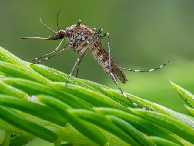 Sindbis Virus Found in 12% of Mosquitoes in Southern Spain Since 2017 (2)