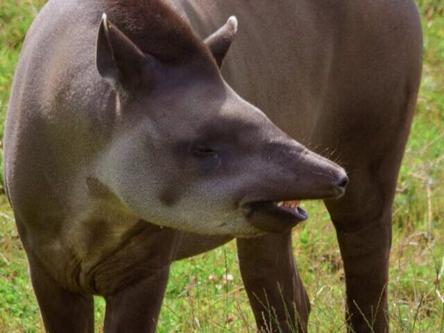 South American Tapir Spotted in Rio de Janeiro After 100 Years (7)