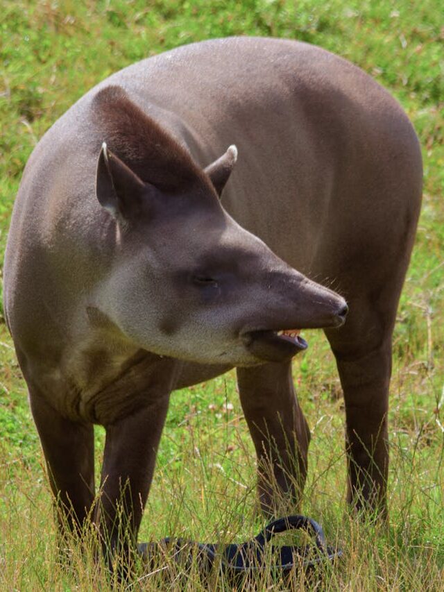 South American Tapir Spotted in Rio de Janeiro After 100 Years