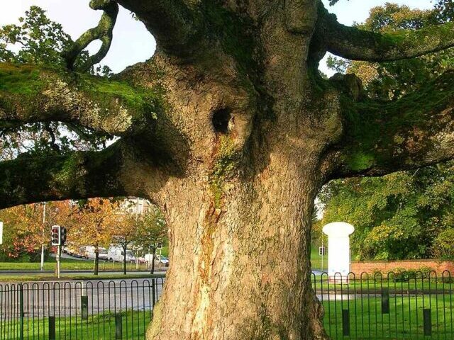 The trunk of the Darnley Plane (Sycamore is the English name for the species).