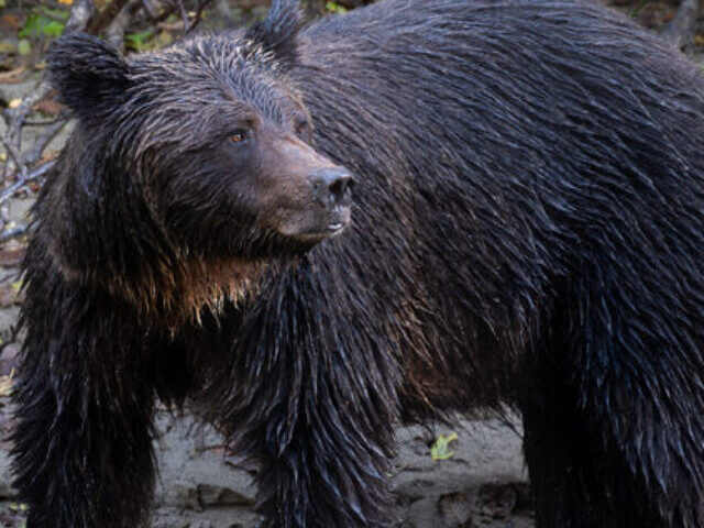 Study Reveals 1 in 34 Grizzlies in B.C. Ecotourism Zones Had Human Conflicts Linked to Salmon Scarcit (1)