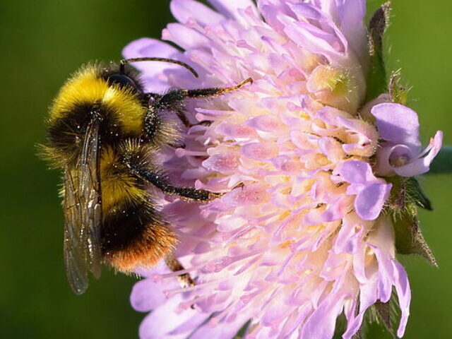 Bombus pratorum