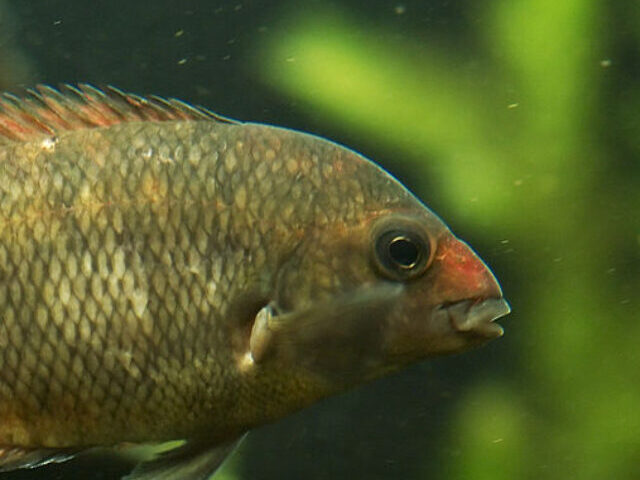 Tilapia Threatens Native Philippine Fish With Rapid Growth and Economic Debate (1)