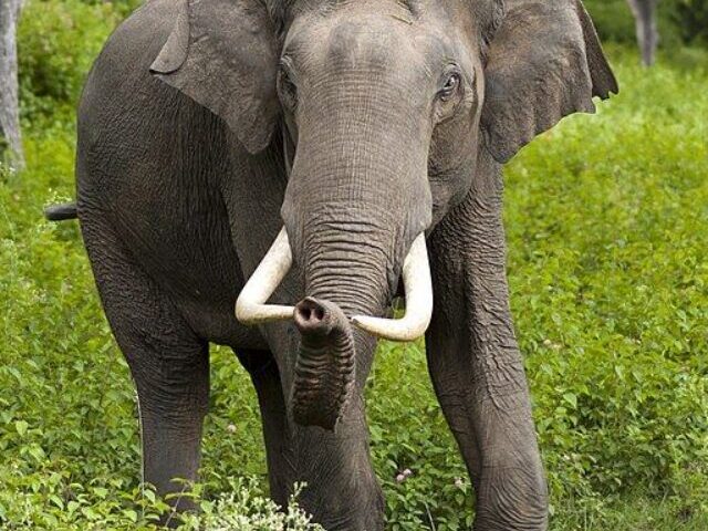 Tragic Elephant Attack at Kruger Park's Malelane Gate Claims Tourist's Life Poster Image (1)