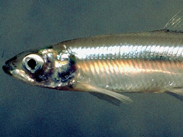 Trump's 'People Over Fish' Plan Fuels Delta Smelt Debate Amid 80% Decline (2)