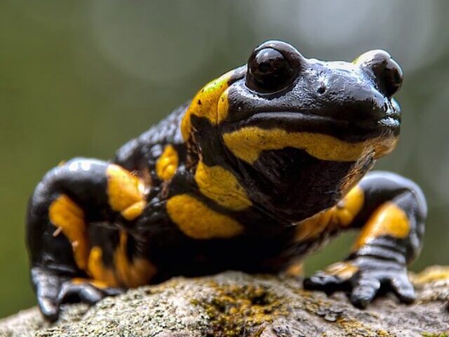 U.S. Blocks Salamander Imports to Prevent Deadly Fungus Spread (5)